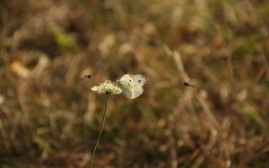 Eviter-piqûres-de-moustiques naturellement